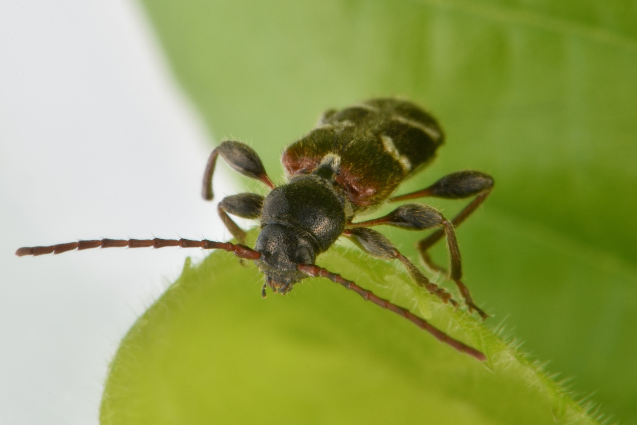 Cerambycidae: Poecilium alni? S, maschio.